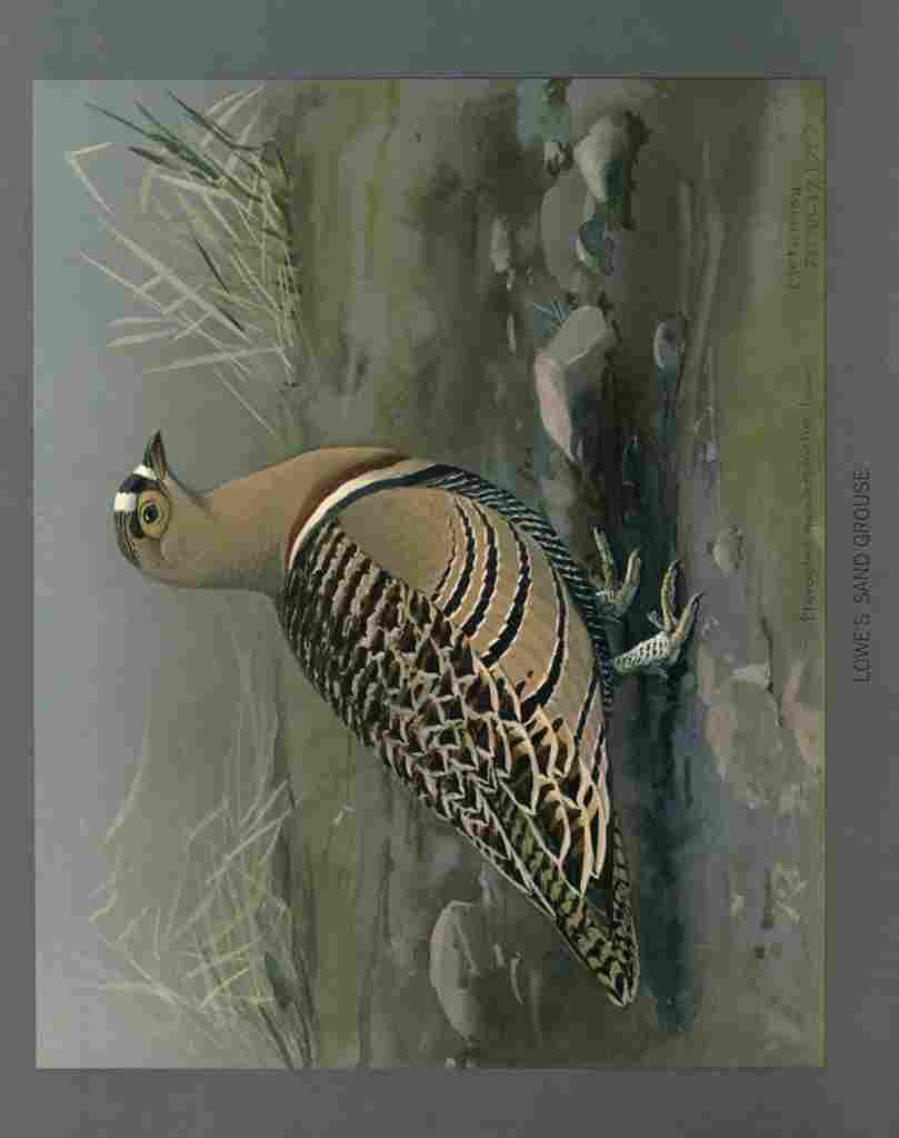 Fuertes Louis Agassiz Lowes Sand Grouse A4 Photo Print