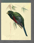 Fuertes Louis Agassiz Narina Trogon A4 Photo Print