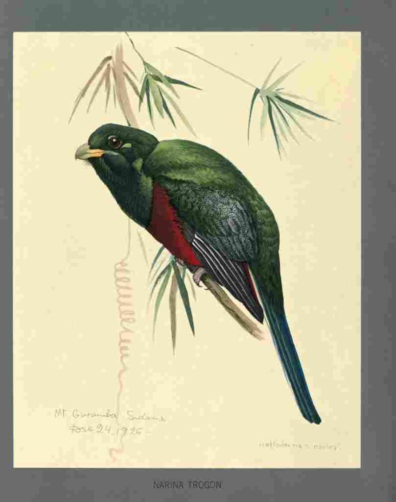 Fuertes Louis Agassiz Narina Trogon A4 Photo Print
