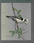 Fuertes Louis Agassiz Nile Helmet Shrike A4 Photo Print