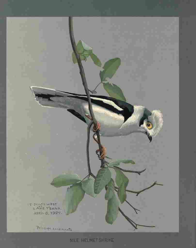 Fuertes Louis Agassiz Nile Helmet Shrike A4 Photo Print