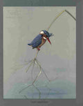 Fuertes Louis Agassiz Pigmy Kingfisher A4 Photo Print