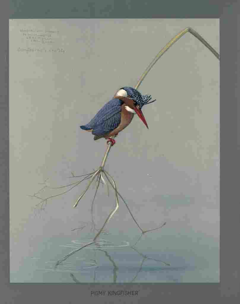 Fuertes Louis Agassiz Pigmy Kingfisher A4 Photo Print