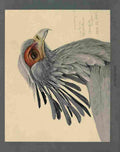 Fuertes Louis Agassiz Secretary Bird A4 Photo Print