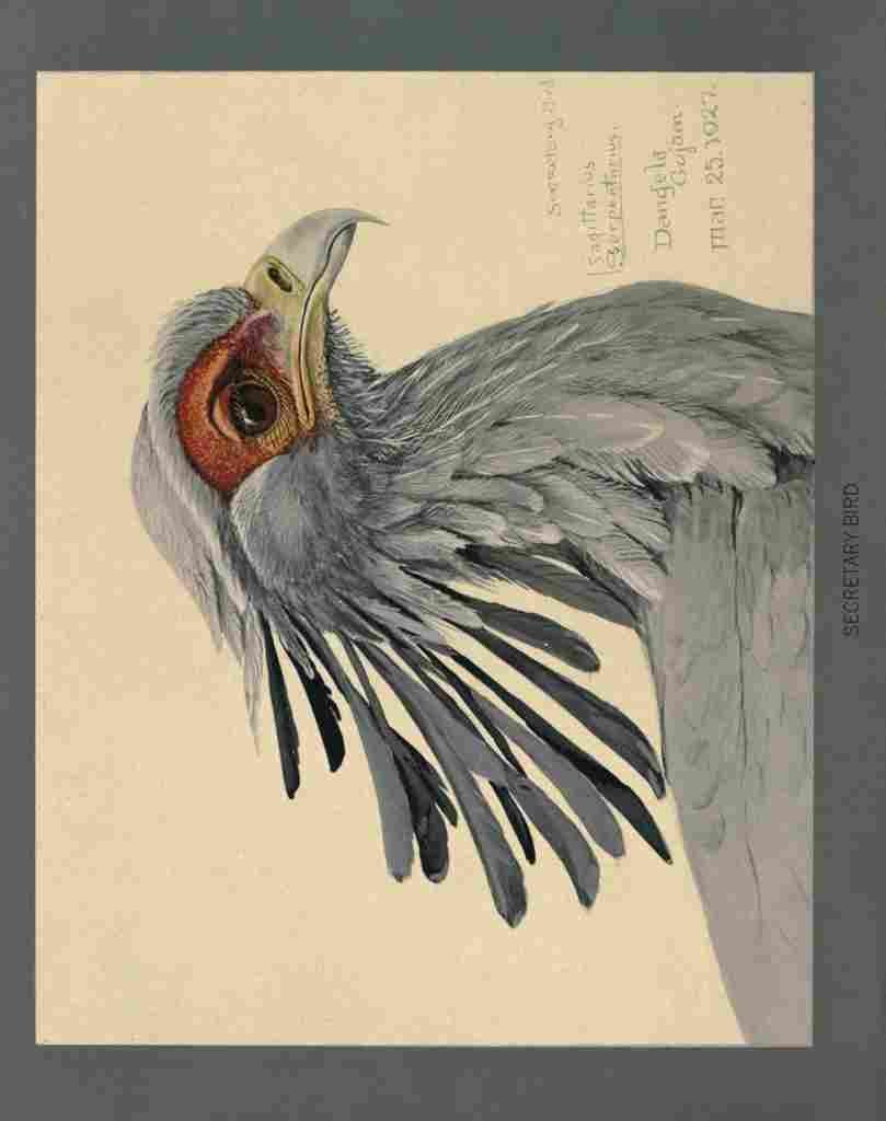 Fuertes Louis Agassiz Secretary Bird A4 Photo Print