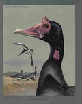 Fuertes Louis Agassiz Spur winged Goose A4 Photo Print