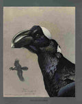 Fuertes Louis Agassiz Thick Billed Raven A4 Photo Print