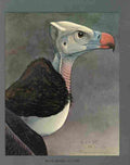 Fuertes Louis Agassiz White headed Vulture A4 Photo Print