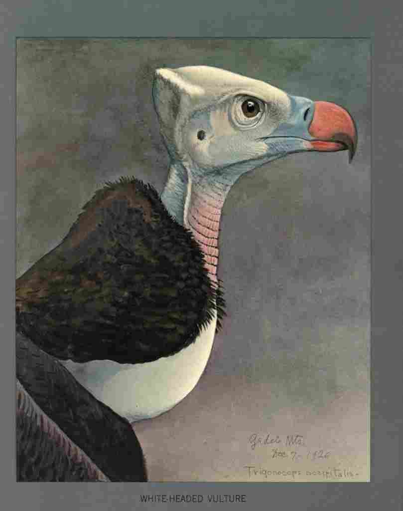 Fuertes Louis Agassiz White headed Vulture A4 Photo Print