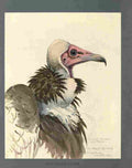 Fuertes Louis Agassiz White necked Vulture A4 Photo Print