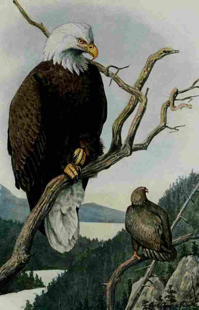 Fuertes Portraits & Habits 1920 Bald Eagle A4 Photo Print