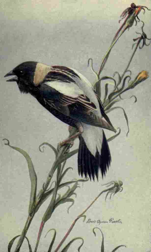 Fuertes The Way to Study Birds 1917 Bobolink A4 Photo Print