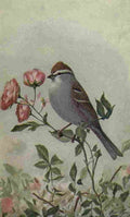 Fuertes The Way to Study Birds 1917 Chipping Sparrow A4 Photo Print
