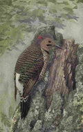Fuertes The Way to Study Birds 1917 Flicker A4 Photo Print