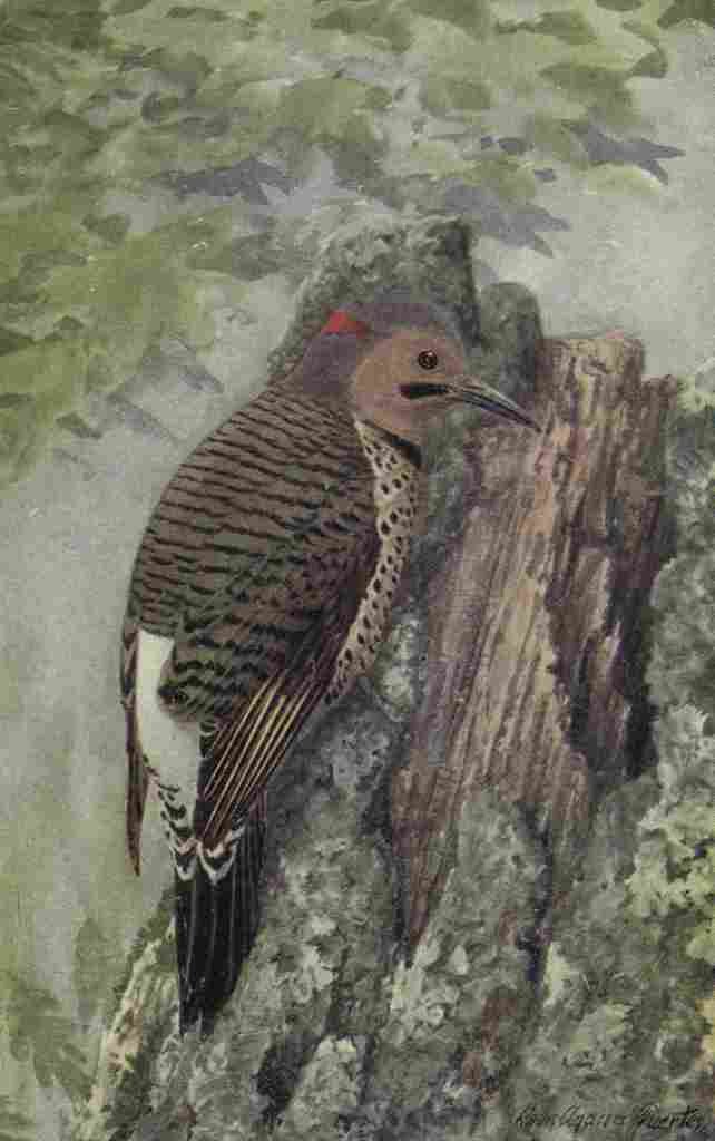 Fuertes The Way to Study Birds 1917 Flicker A4 Photo Print