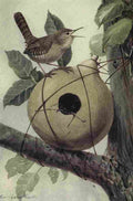 Fuertes The Way to Study Birds 1917 House Wren A4 Photo Print