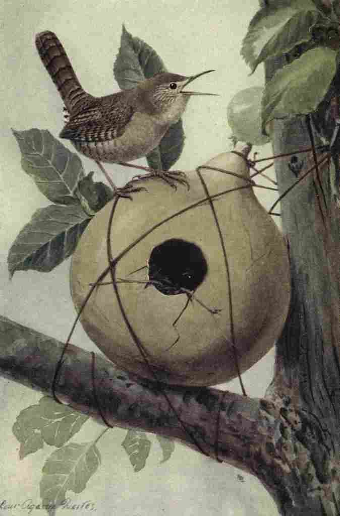 Fuertes The Way to Study Birds 1917 House Wren A4 Photo Print
