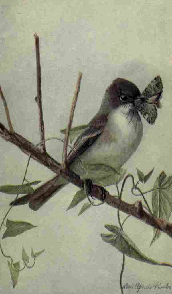 Fuertes The Way to Study Birds 1917 Phoebe A4 Photo Print