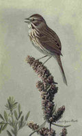 Fuertes The Way to Study Birds 1917 Song Sparrow A4 Photo Print
