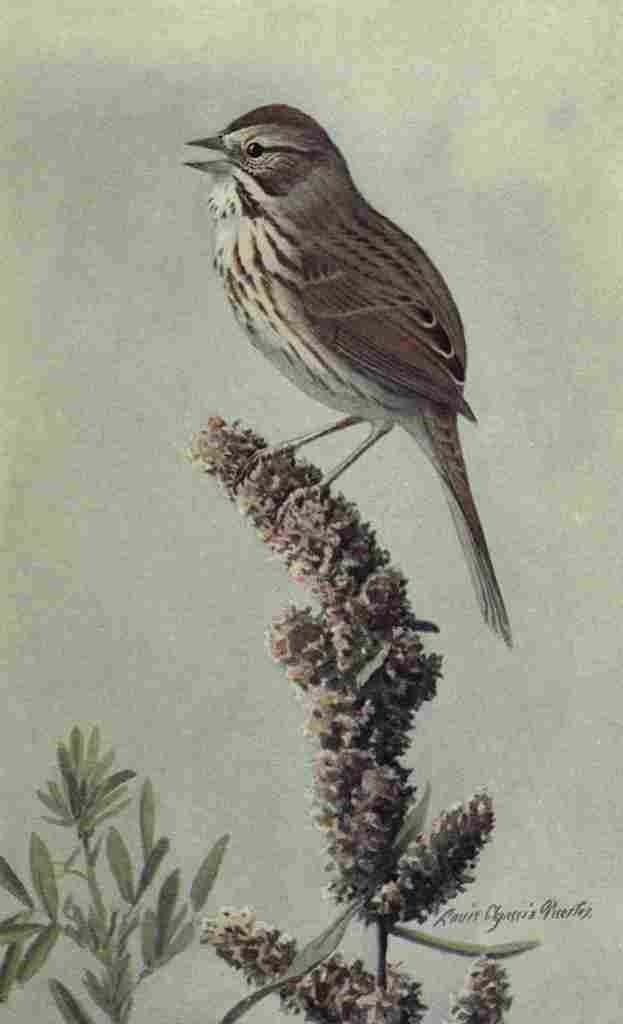 Fuertes The Way to Study Birds 1917 Song Sparrow A4 Photo Print