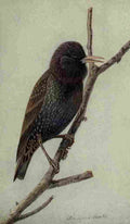 Fuertes The Way to Study Birds 1917 Starling A4 Photo Print