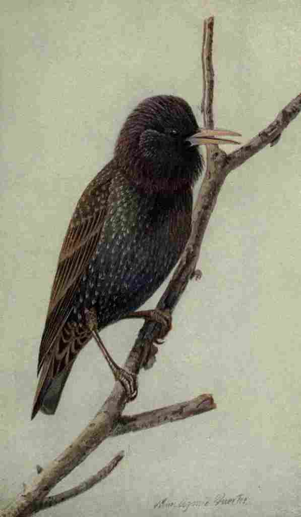 Fuertes The Way to Study Birds 1917 Starling A4 Photo Print