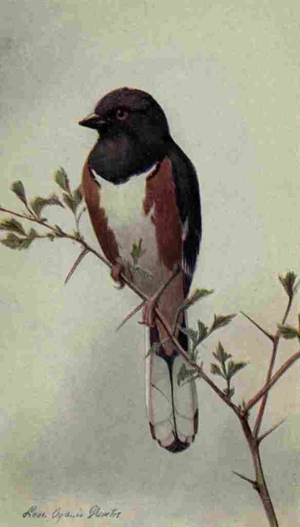 Fuertes The Way to Study Birds 1917 Towhee A4 Photo Print