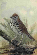 Fuertes The Way to Study Birds 1917 Wood Thrush A4 Photo Print