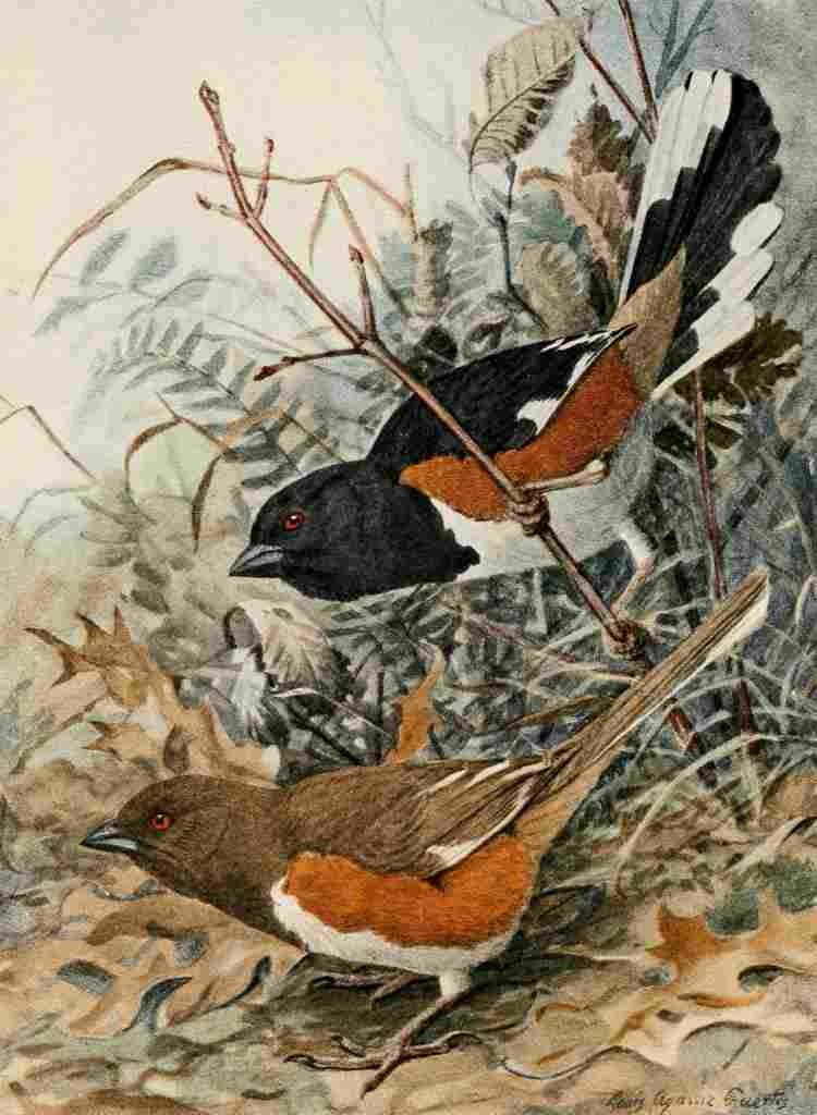 Fuertes True Bird Stories 1903 Chewink A4 Photo Print