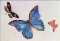Fujishima Takeji fujishimatakeji 1900 1906 notebooks butterflies 3 Art A4 Photo Print