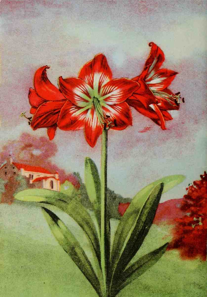 Garden Flowers 1926 Amaryllis A4 Photo Print