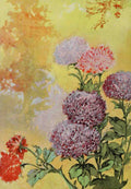 Garden Flowers 1926 Aster A4 Photo Print