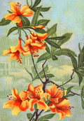 Garden Flowers 1926 Azalea A4 Photo Print