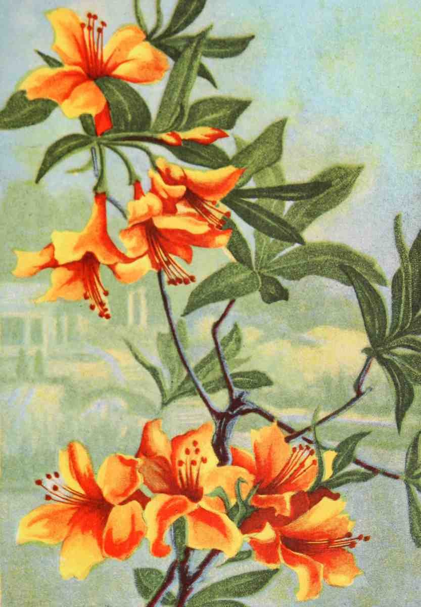 Garden Flowers 1926 Azalea A4 Photo Print