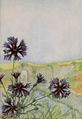 Garden Flowers 1926 Bachelors Button A4 Photo Print