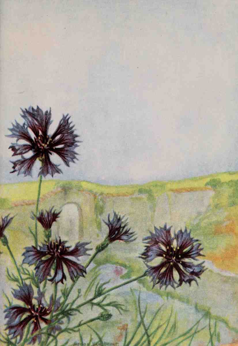Garden Flowers 1926 Bachelors Button A4 Photo Print