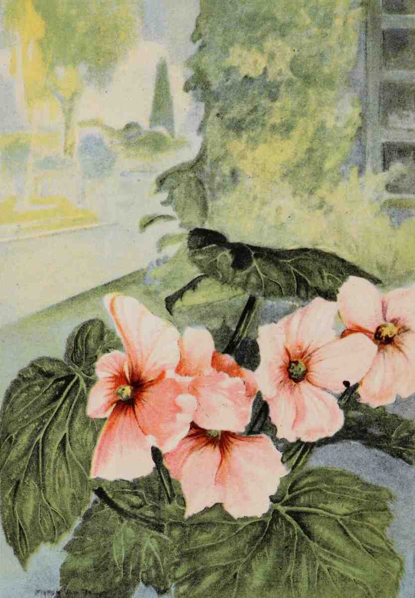 Garden Flowers 1926 Begonia A4 Photo Print