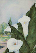 Garden Flowers 1926 Calla Lily A4 Photo Print