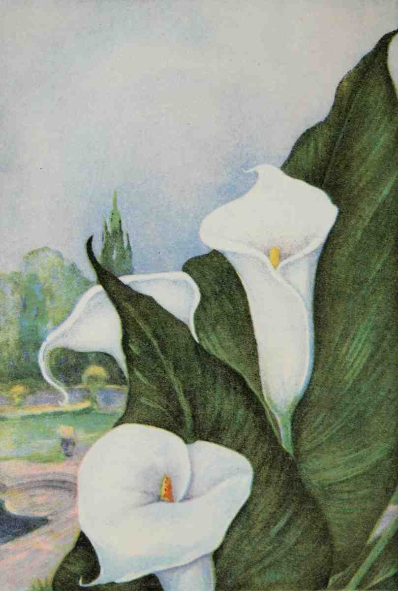 Garden Flowers 1926 Calla Lily A4 Photo Print