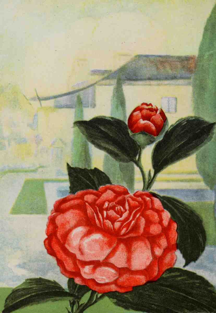 Garden Flowers 1926 Camelia A4 Photo Print
