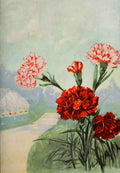 Garden Flowers 1926 Carnation A4 Photo Print