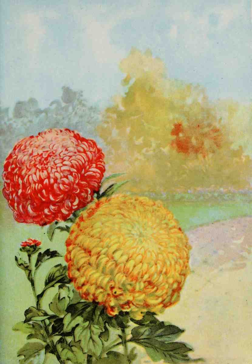 Garden Flowers 1926 Chrysanthemum A4 Photo Print