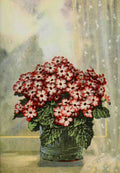 Garden Flowers 1926 Cineraria A4 Photo Print