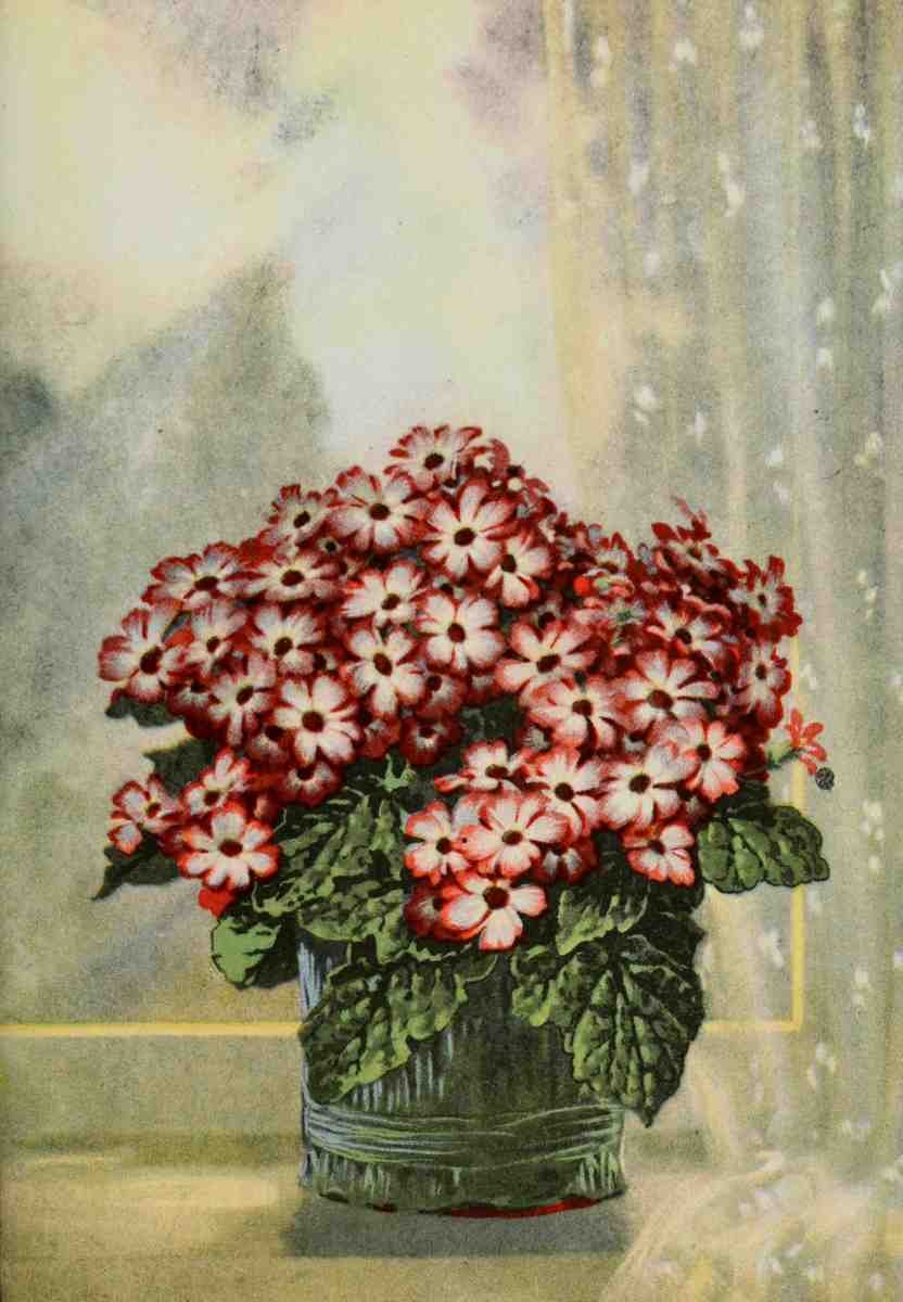 Garden Flowers 1926 Cineraria A4 Photo Print