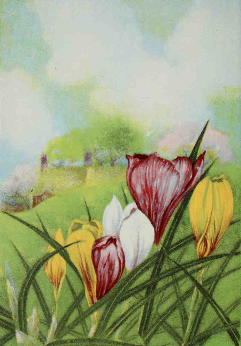 Garden Flowers 1926 Crocus A4 Photo Print