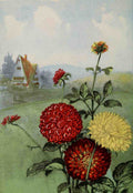 Garden Flowers 1926 Dahlia A4 Photo Print