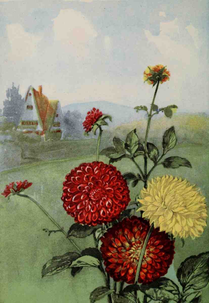 Garden Flowers 1926 Dahlia A4 Photo Print