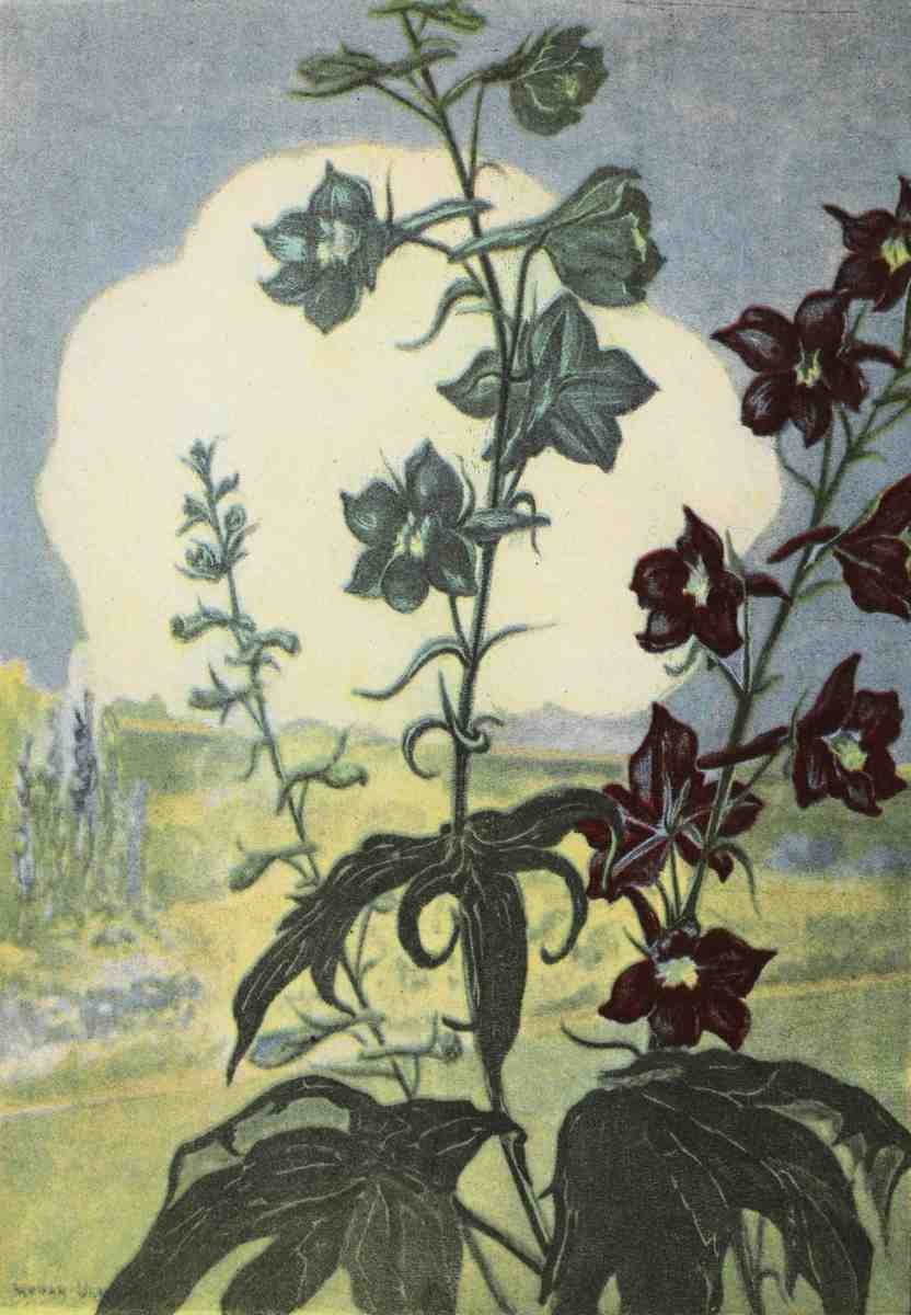 Garden Flowers 1926 Delphinium Myron Van Brunt 1887 1963 A4 Photo Print
