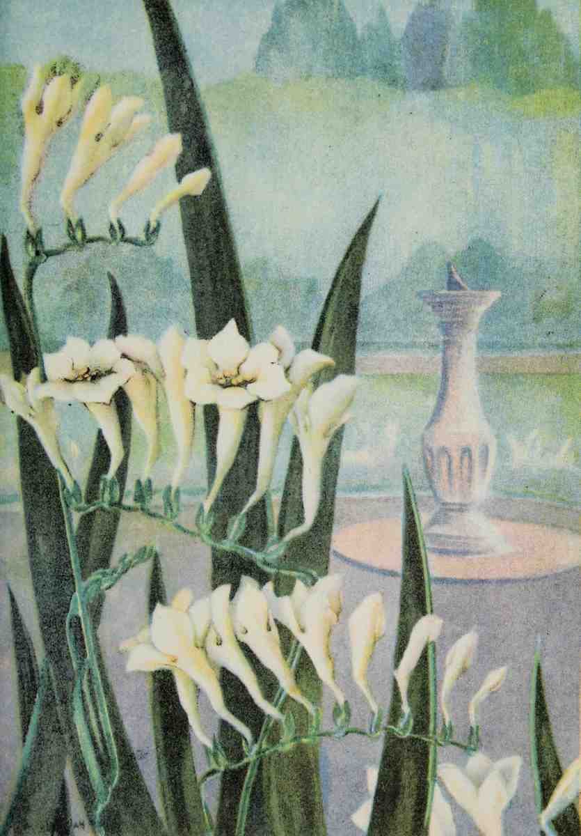 Garden Flowers 1926 Freesia Myron Van Brunt 1887 1963 A4 Photo Print