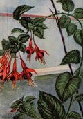 Garden Flowers 1926 Fuchsia Myron Van Brunt 1887 1963 A4 Photo Print